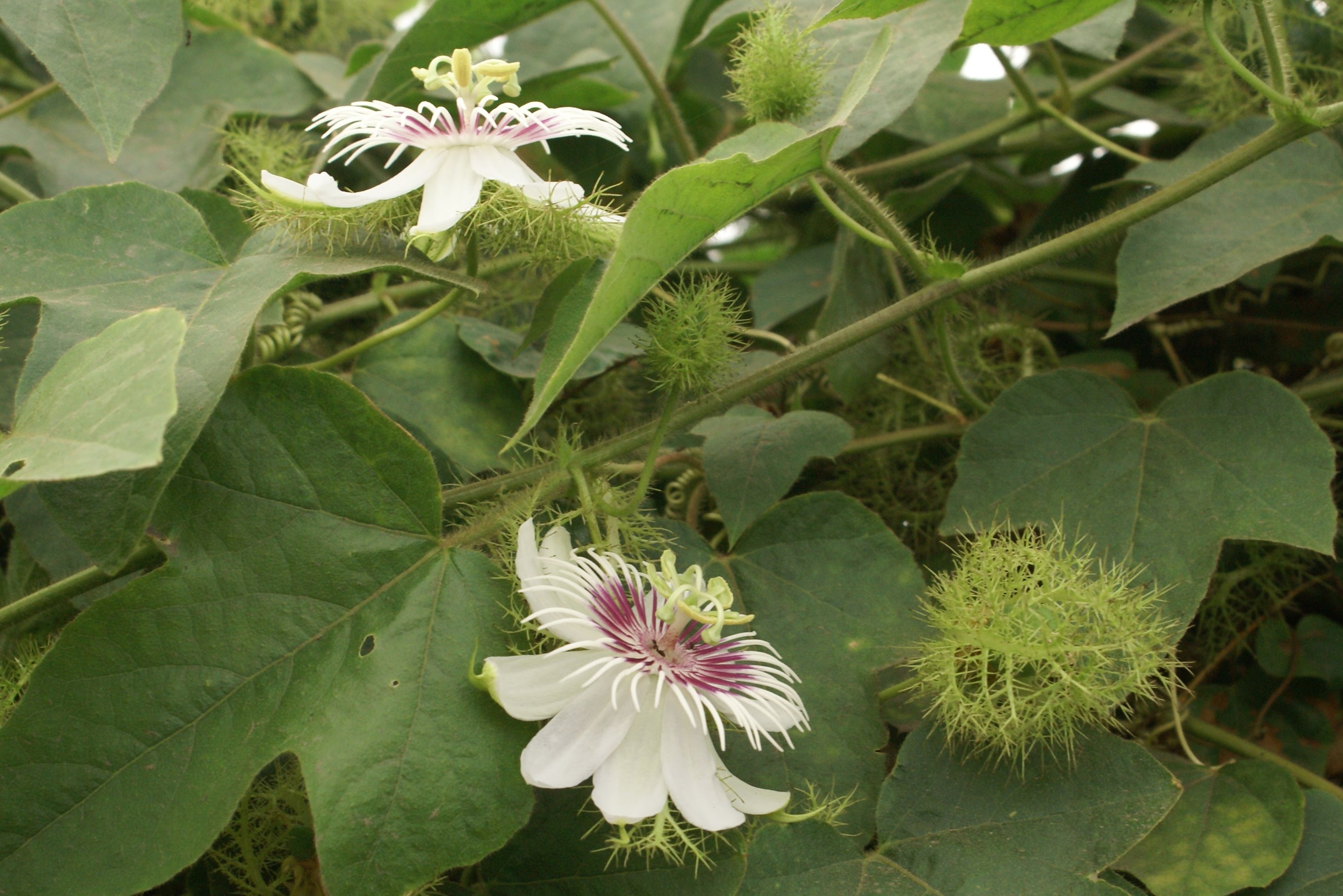 پاسیفلورا فوتیدا